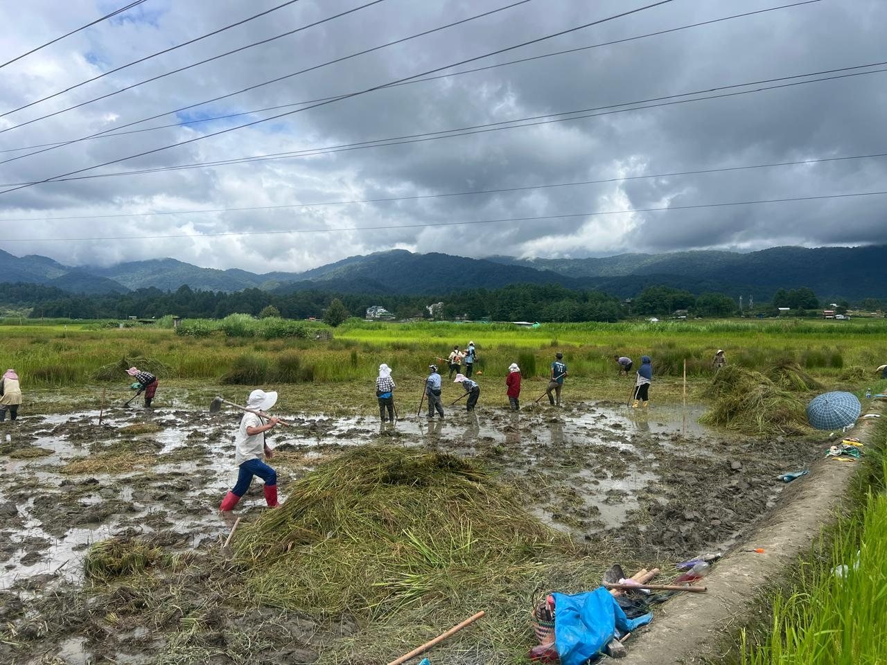 Volunteers clearing an overgrown paddy field below the hills
