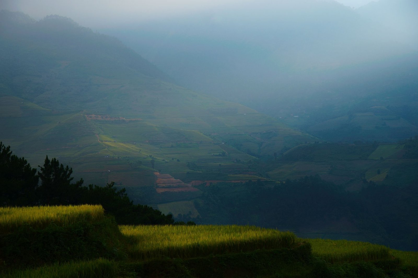 Misty forested valley at dusk (illustrative photograph)